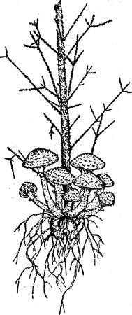 Юлия Касаткина - Я познаю мир. Ботаника