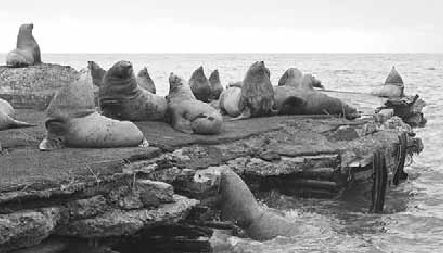 Викентий Преображенский - Удивительная океанология