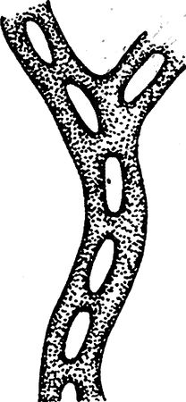 Юлия Касаткина - Я познаю мир. Ботаника