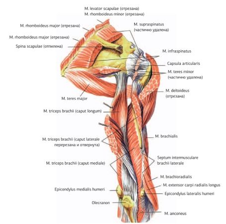 Дмитрий Киселев - Кинезиотейпинг в лечебной практике неврологии и ортопедии