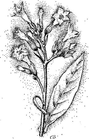 Юлия Касаткина - Я познаю мир. Ботаника