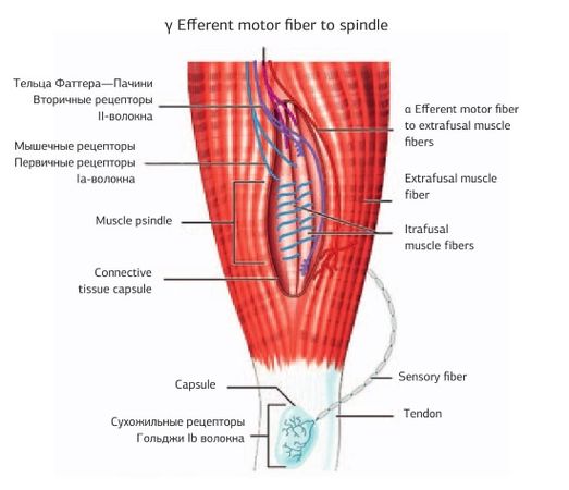 Дмитрий Киселев - Кинезиотейпинг в лечебной практике неврологии и ортопедии