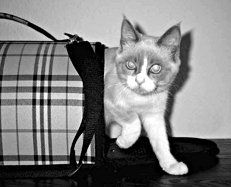 Екатерина Константинова - Домашние кошки