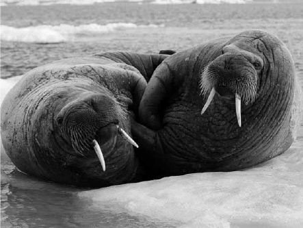 Викентий Преображенский - Удивительная океанология