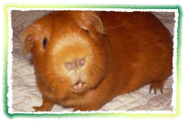 Дина Бакулина - Зачем живут патиссоны?