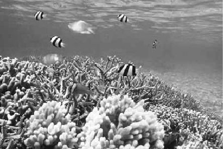 Викентий Преображенский - Удивительная океанология