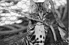 Домашние кошки