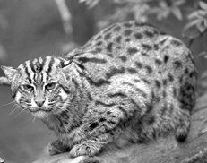 Екатерина Константинова - Домашние кошки