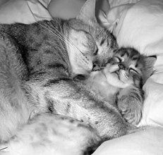 Екатерина Константинова - Домашние кошки