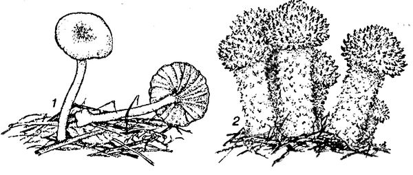 Юлия Касаткина - Я познаю мир. Ботаника