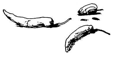 Фуксия Данлоп - Суп из акульего плавника