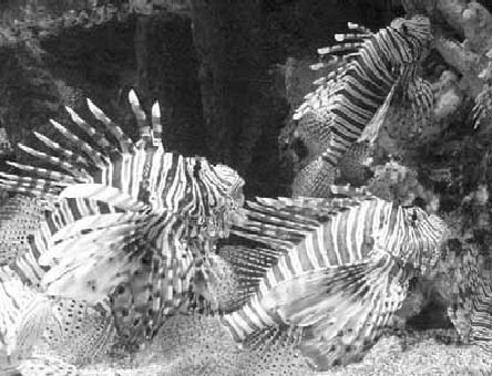 Викентий Преображенский - Удивительная океанология