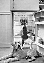 Екатерина Константинова - Домашние кошки