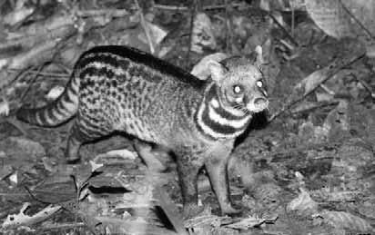 Дмитрий Бердышев - Самые необычные животные