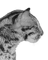 Екатерина Константинова - Домашние кошки