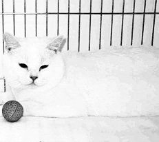 Екатерина Константинова - Домашние кошки