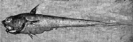 Удивительная океанология