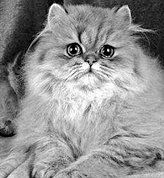 Екатерина Константинова - Домашние кошки