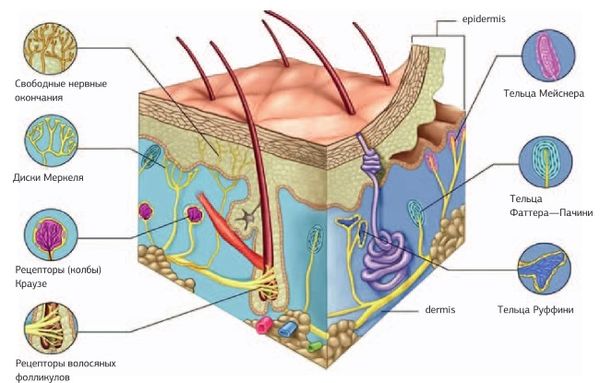 Дмитрий Киселев - Кинезиотейпинг в лечебной практике неврологии и ортопедии