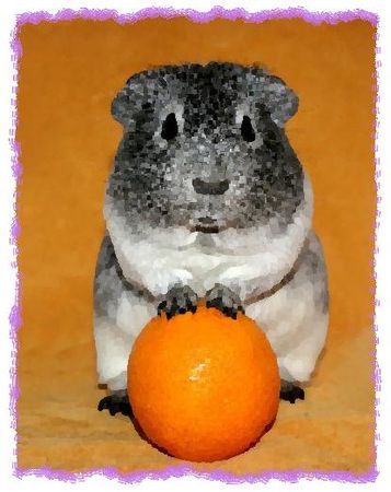 Дина Бакулина - Зачем живут патиссоны?