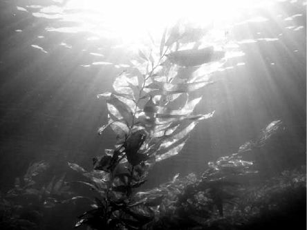 Викентий Преображенский - Удивительная океанология