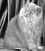 Екатерина Константинова - Домашние кошки