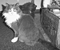 Екатерина Константинова - Домашние кошки