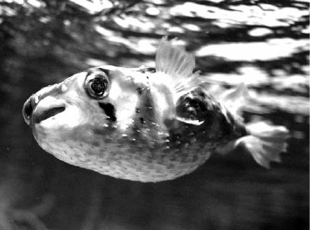 Викентий Преображенский - Удивительная океанология