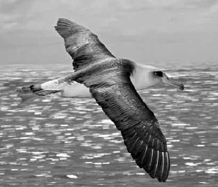 Викентий Преображенский - Удивительная океанология