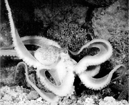 Викентий Преображенский - Удивительная океанология