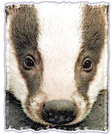 Дина Бакулина - Зачем живут патиссоны?