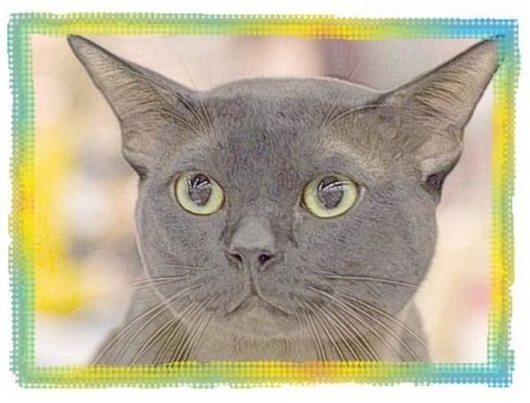 Дина Бакулина - Зачем живут патиссоны?