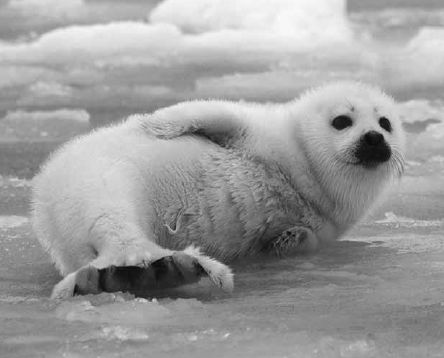 Викентий Преображенский - Удивительная океанология