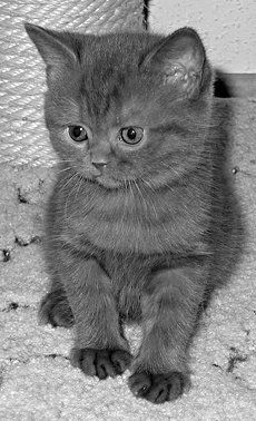 Екатерина Константинова - Домашние кошки