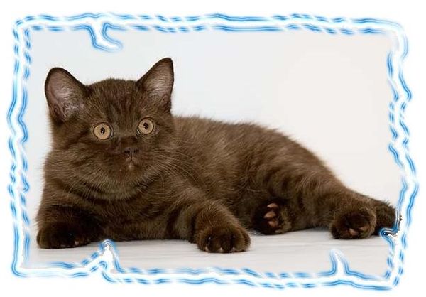 Дина Бакулина - Зачем живут патиссоны?