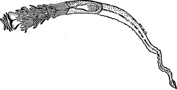 Юлия Касаткина - Я познаю мир. Ботаника