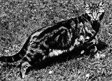 Екатерина Константинова - Домашние кошки