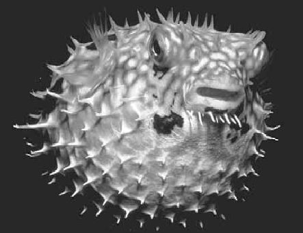 Викентий Преображенский - Удивительная океанология