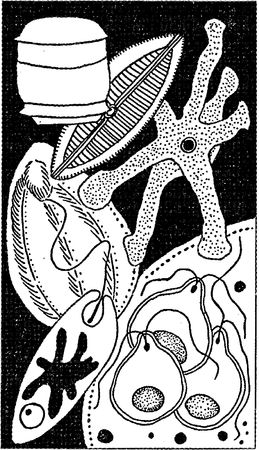 Юлия Касаткина - Я познаю мир. Ботаника