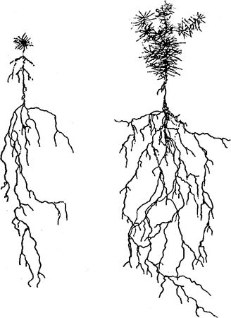 Юлия Касаткина - Я познаю мир. Ботаника