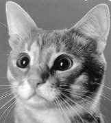 Екатерина Константинова - Домашние кошки