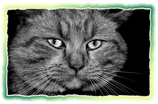 Дина Бакулина - Зачем живут патиссоны?