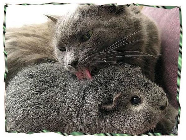 Дина Бакулина - Зачем живут патиссоны?