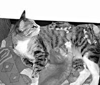 Екатерина Константинова - Домашние кошки