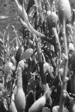 Викентий Преображенский - Удивительная океанология