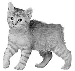 Екатерина Константинова - Домашние кошки