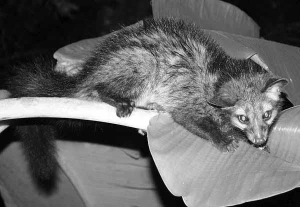 Дмитрий Бердышев - Самые необычные животные