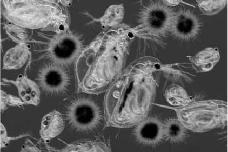 Викентий Преображенский - Удивительная океанология