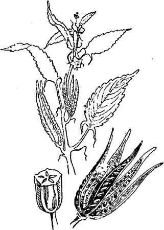 Юлия Касаткина - Я познаю мир. Ботаника
