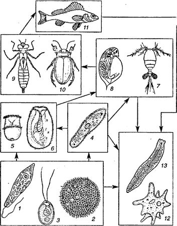 Юлия Касаткина - Я познаю мир. Ботаника